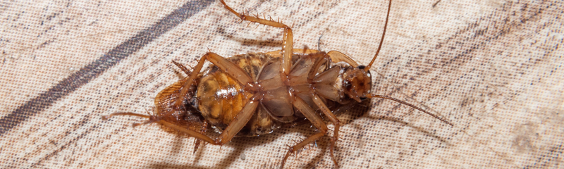 The image shows an upside-down cockroach lying on a textured surface. The insect's legs, segmented body, and long antennae are visible. 