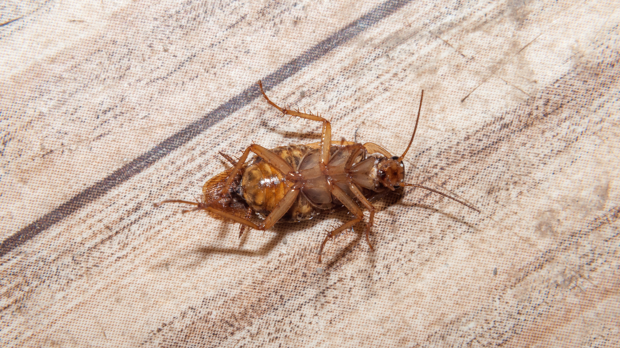 Brown cockroach features