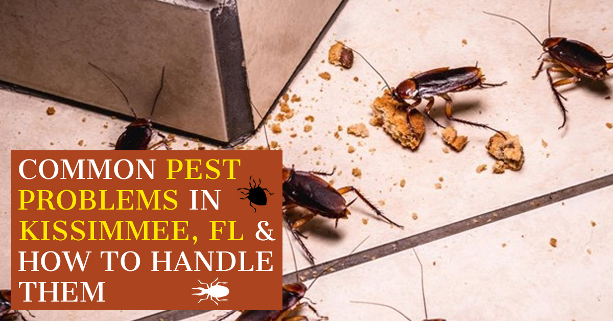Common Pest Problems in Kissimmee, FL & How to Handle Them