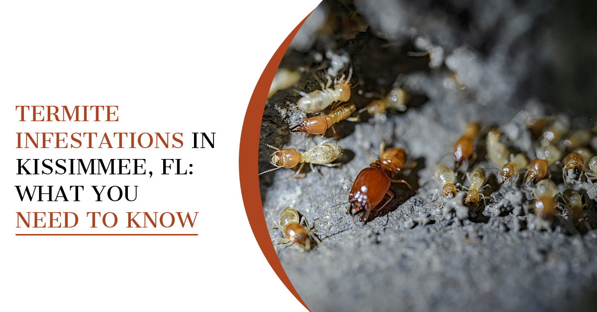 Termite Infestations in Kissimmee, FL: What You Need to Know