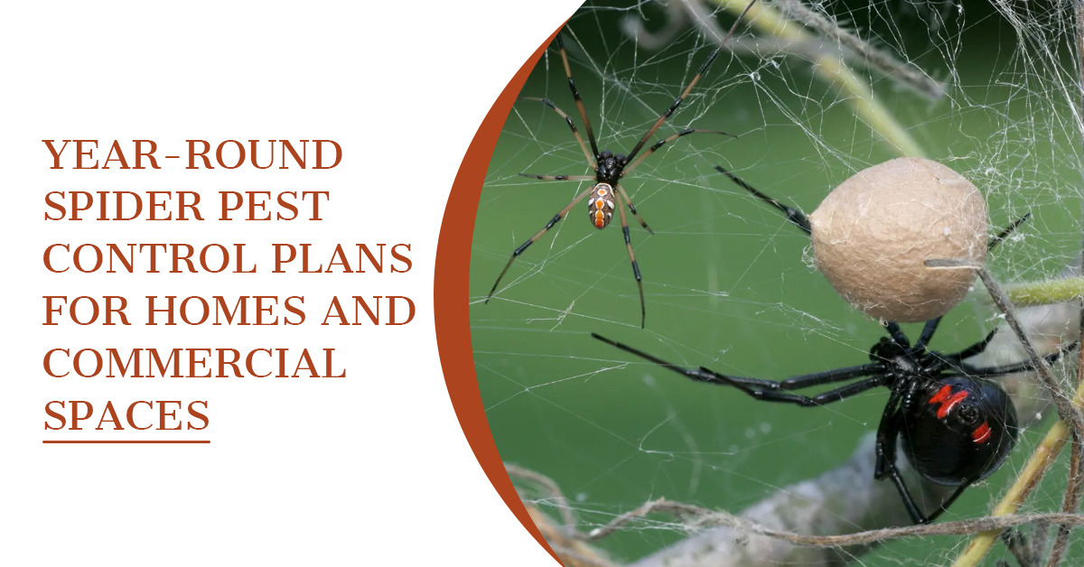 Year-Round Spider Pest Control Plans for Homes and Commercial Spaces