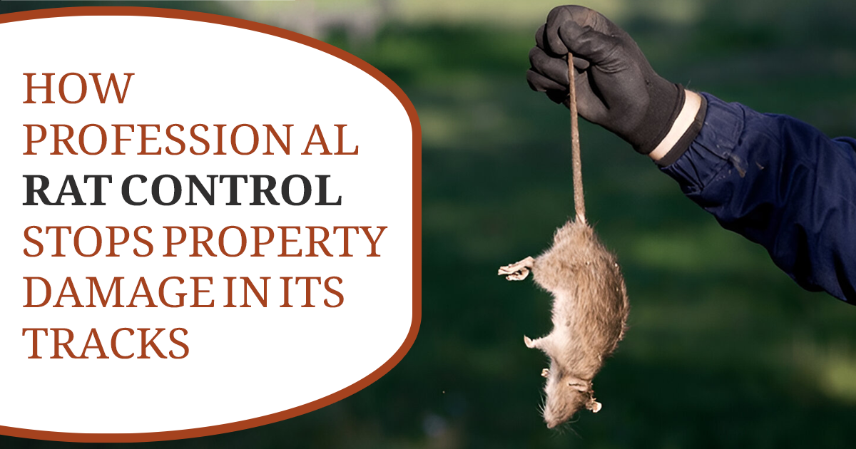 How Professional Rat Control Stops Property Damage in Its Tracks