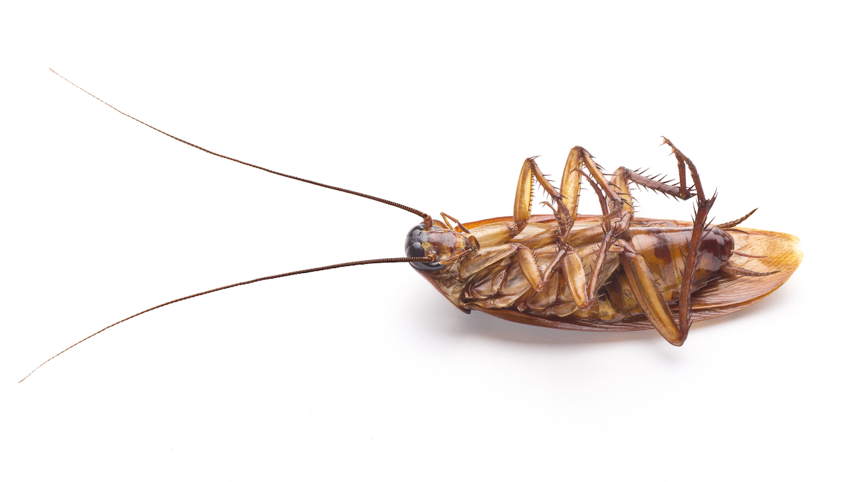 Infested? 7 Reasons to Book a Cockroach pest control Near You ASAP